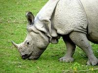 Chitwan National Park by Clyde
