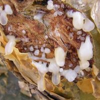 Land of Frankincense by Solivagant