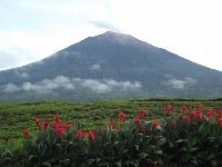 Tropical Rainforest Sumatra by john booth