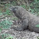 Komodo National Park by john booth
