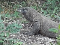 Komodo National Park by john booth