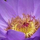 Kew Gardens by Clyde