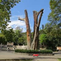 Remains of El Sargento, a historic ahuehuete tree in Chapultepec