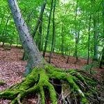 Primeval Beech Forests by Clyde