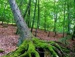 Primeval Beech Forests by Clyde