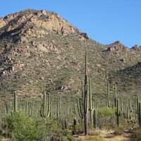 Saguaro National Park