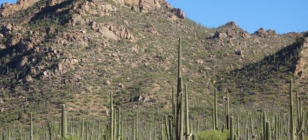 Saguaro National Park