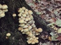 Białowieża Forest by john booth