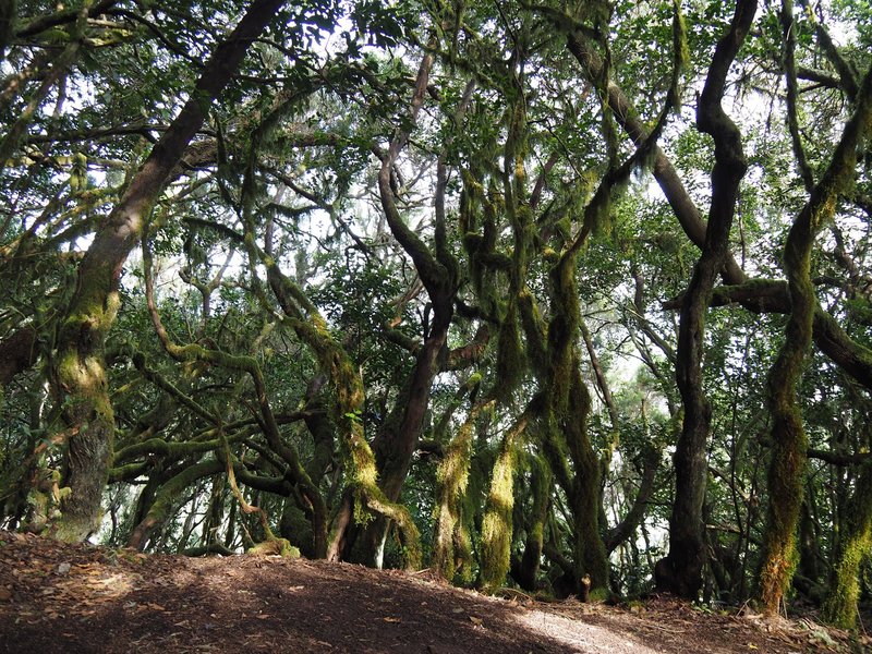 The laurel forest