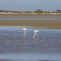 La Camargue by Hubert