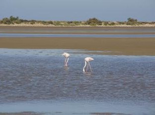 La Camargue by Hubert