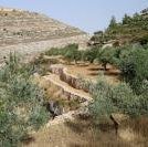 Battir by Walter