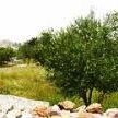 Battir by Clyde