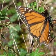 Monarch Butterfly Biosphere Reserve by Ian Cade