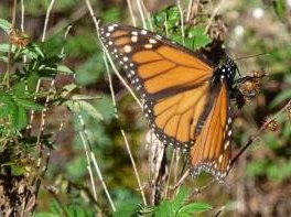 Monarch Butterfly Biosphere Reserve by Ian Cade