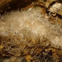 Aggtelek and Slovak Karst by Hubert