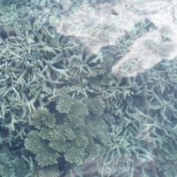 Great Barrier Reef by Mirjam L.