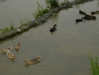 Hani Rice Terraces by Boj