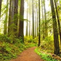 Redwood by Frederik Dawson