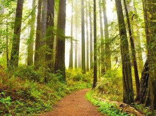 Redwood by Frederik Dawson