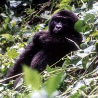Bwindi Impenetrable National Park by Solivagant
