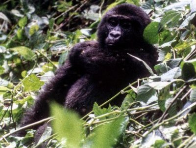 Bwindi Impenetrable National Park by Solivagant
