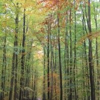 Primeval Beech Forests by Els Slots