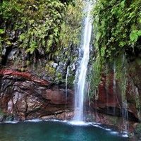 Laurisilva of Madeira by Clyde