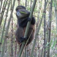 Mgahinga Gorilla National Park by Els Slots
