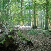 Primeval Beech Forests by Michael Turtle