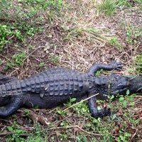 Everglades by Klaus Freisinger