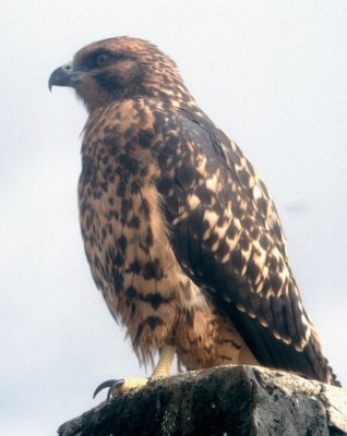 Galapagos Hawk