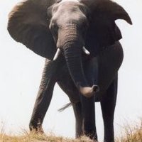 Chobe Linyanti System by Michael Novins