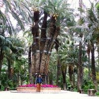 Palmeral of Elche by Clyde