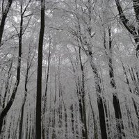 Primeval Beech Forests by Ian Cade
