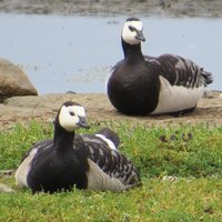 Ottenby Bird Reserve, Southern Öland