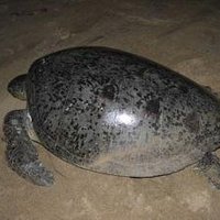 Ecosystèmes Marins de l'Archipel des Comores by Michael Novins