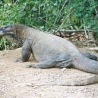 Komodo National Park by Michael Novins