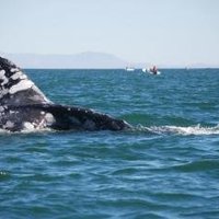 Whale Sanctuary of El Vizcaino by Michael Novins