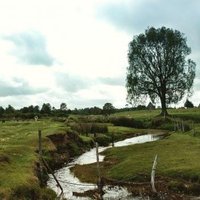 Monte Verde Archaeological Site by Nan