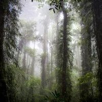 Gondwana Rainforests by Michael Turtle