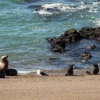 Peninsula Valdes by Michael Turtle