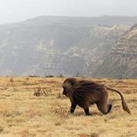 Simien National Park by Juha Sjoeblom