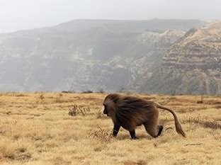 Simien National Park by Juha Sjoeblom