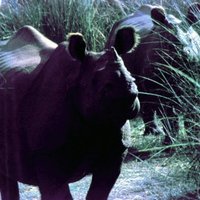 Chitwan National Park by Solivagant