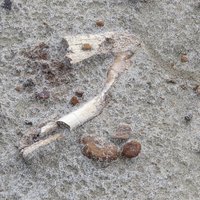 Dinosaur bones in Dinosaur Provincial Park