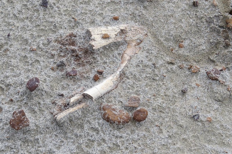 Dinosaur bones in Dinosaur Provincial Park
