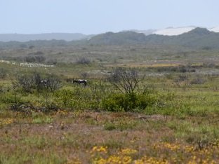 Cape Floral Region by Bernard Joseph Esposo Guerrero