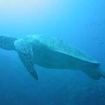 Great Barrier Reef by Ben Pastore