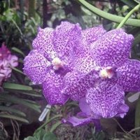 Singapore Botanic Gardens  by Jay T